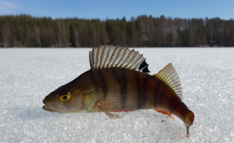 mökki